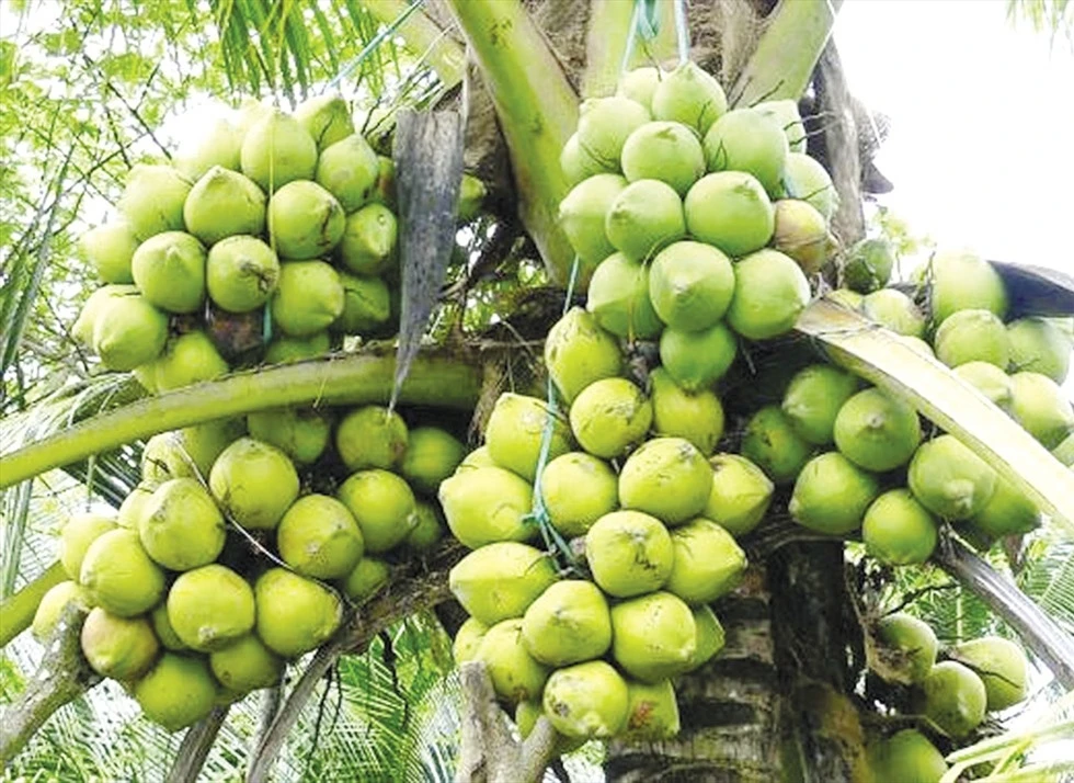 Fresh Ready to Ship Young Coconut Aromatic Diamond Cut Green Fresh Coconut From Vietnam Best Price Wholesale