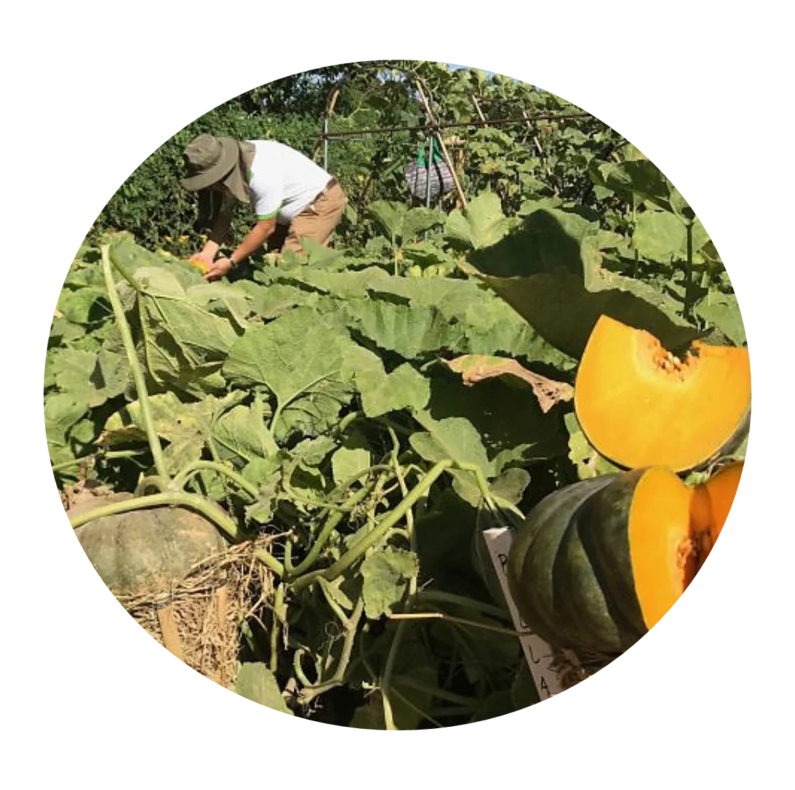 High Quality Made In Vietnam 100% Natural FRESH TROPICAL PUMPKIN from HTK FOOD for Food & Beverage