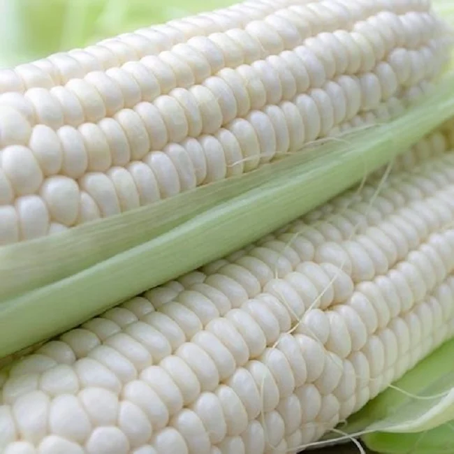 White Corn