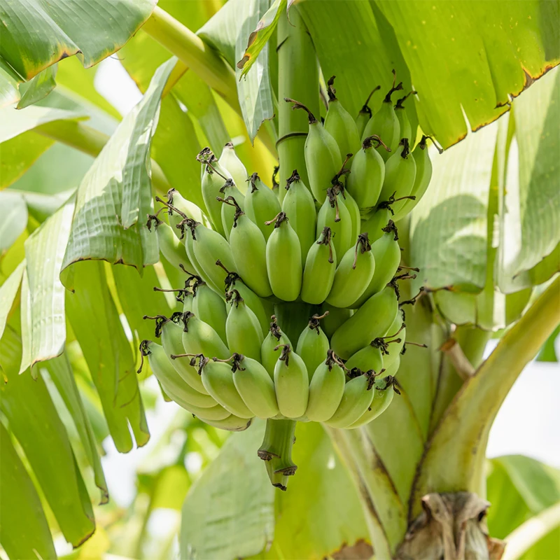 Wholesale Prices Farming Products Export Premium Natural Fresh Fruit Cavendish Ecuador Banana For Sale