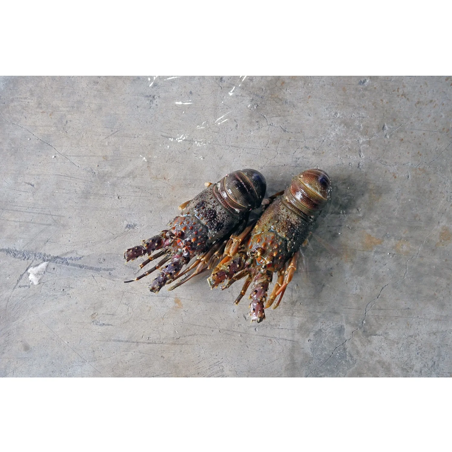 Nutritious Tasty Seafood (200-300 gm/pcs) IQF Bulk Packing 10 kg/ctn Whole Frozen Indonesia Bamboo Lobster Panulirus versicolor