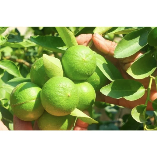 Lemon Fruit Premium Quality Fresh Lime Wholesale Exporting From Thailand Green Citrus Sour Taste Lemon Juice