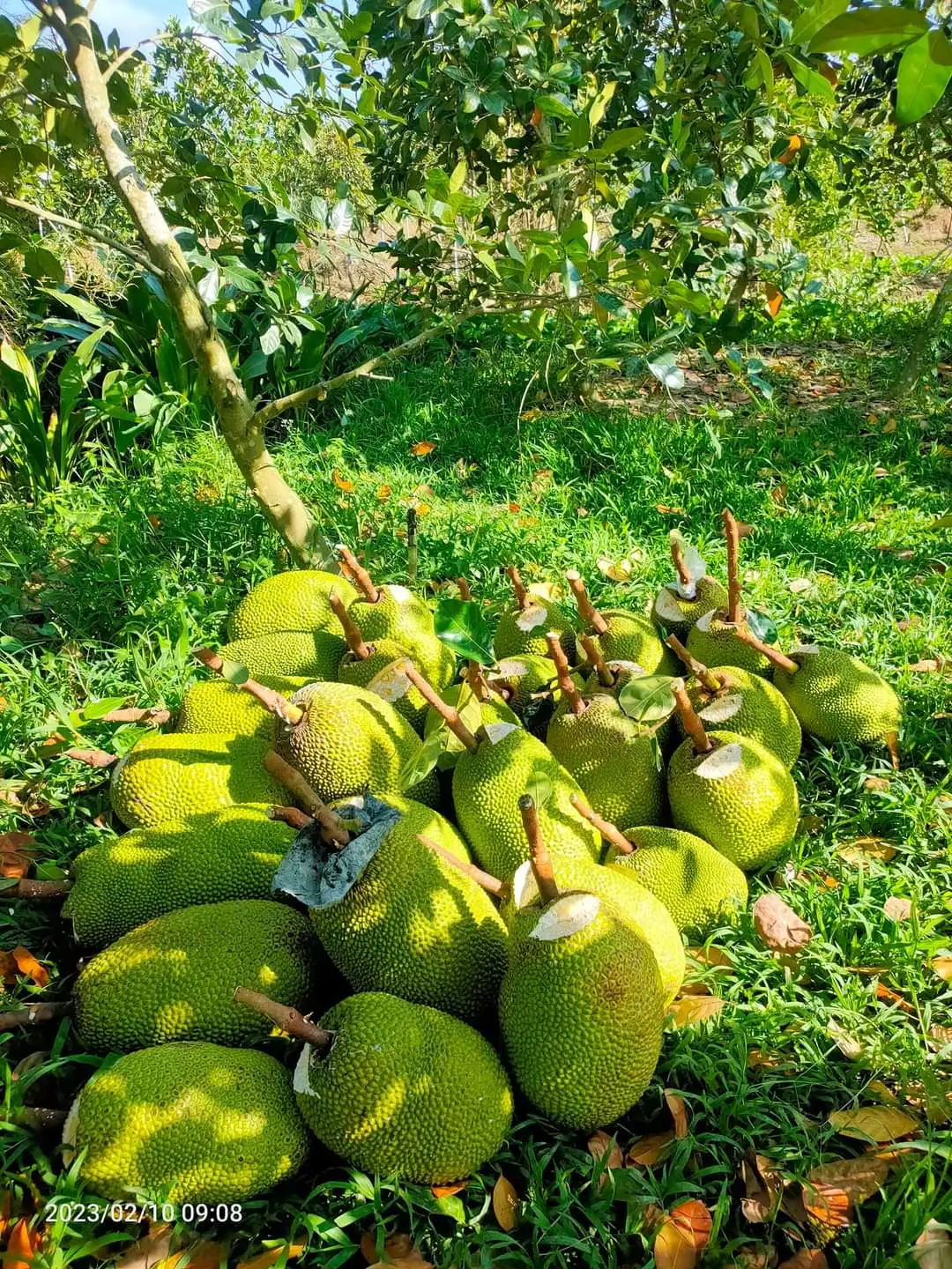 HIGH QUALITY FRESH DURIAN from VIETNAM Yellow Premium Tropical Style COLOR Cut Weight Origin Type Flesh Variety Size Grade ISO