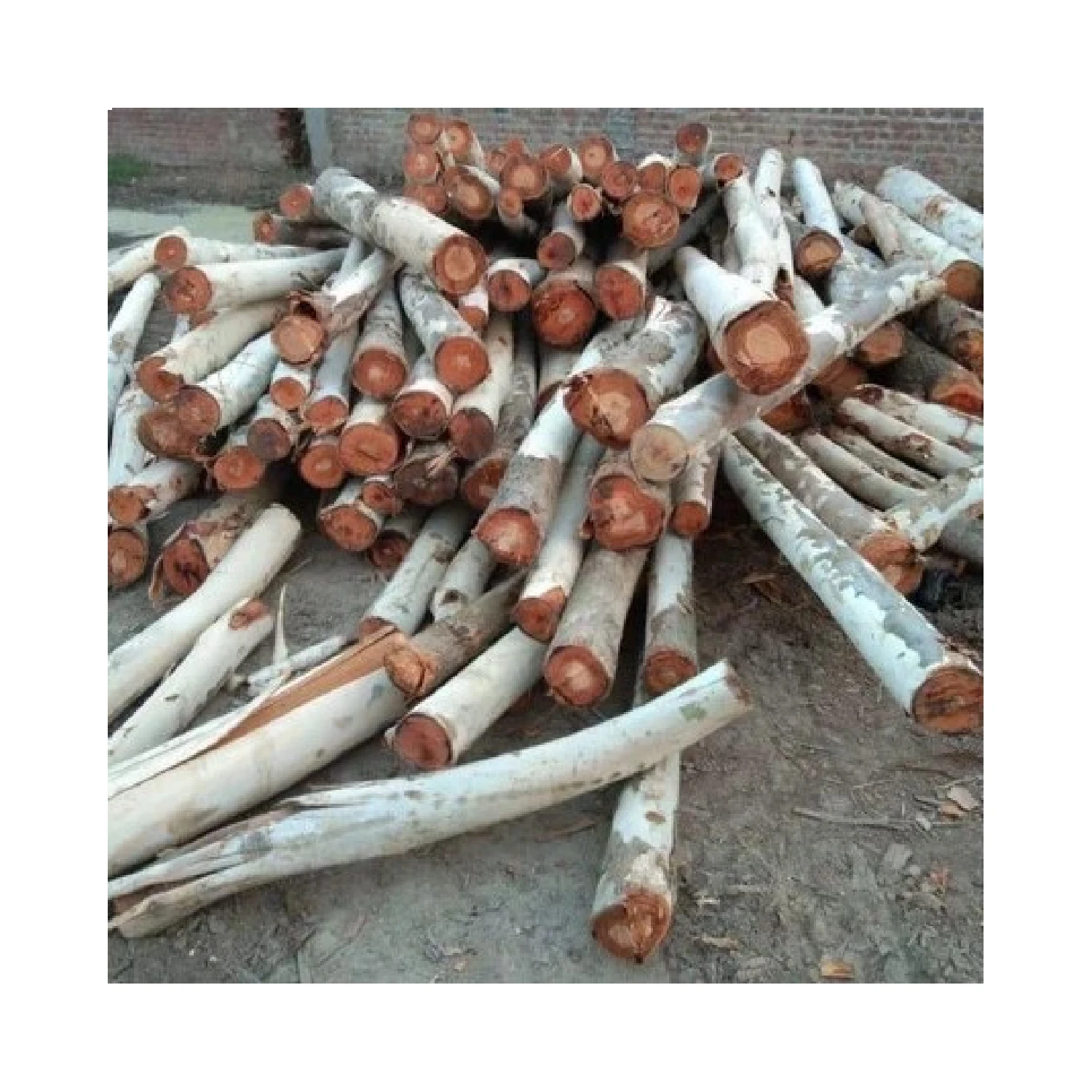 Hot Selling High Quality Wholesaler 100% Natural Solid Hard Eucalyptus Wood Log With Reasonable Price Origin Vietnam