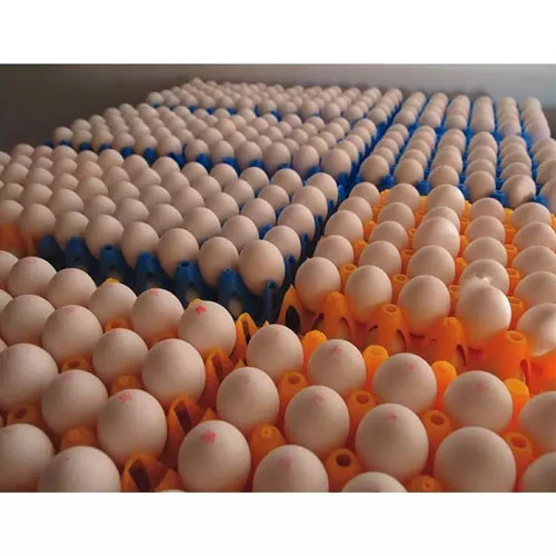 Organic Fresh Chicken Eggs / Brown/White chicken eggs for bulk supply