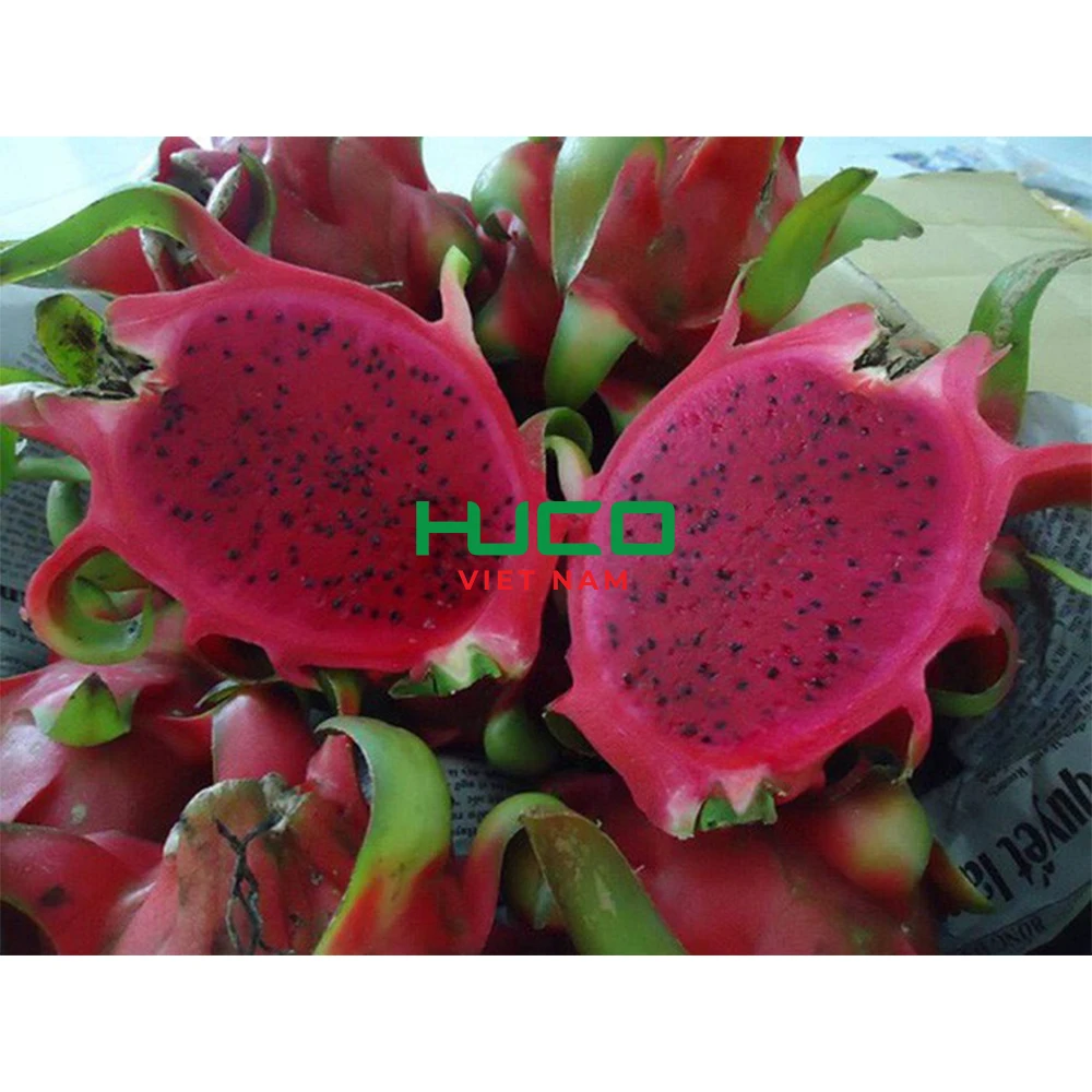 Cheap Price Dragon Fruit/ Wholesale Pitaya Fruit Vietnam/ Fresh Dragon Fruit New Season