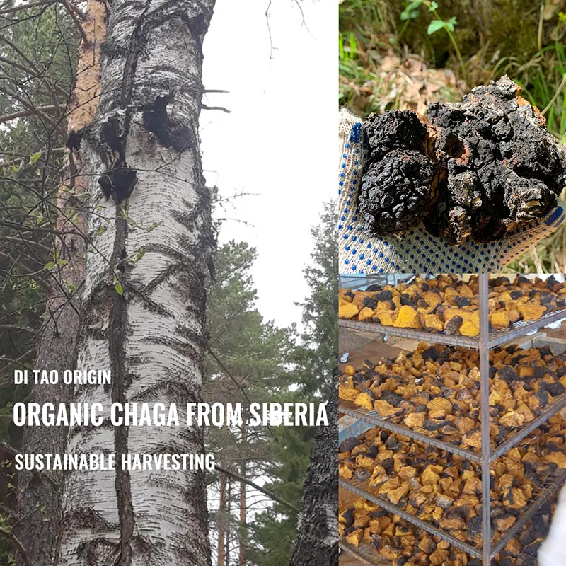 Wholseal Organic tart cherry Juice Powder Freeze Dried Vitamin C Immune Vitamin to Support Immune System