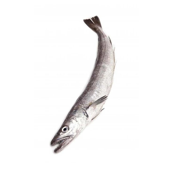 Discount sale Fresh frozen Hake whole fish, Frozen Hake fish fillet hake