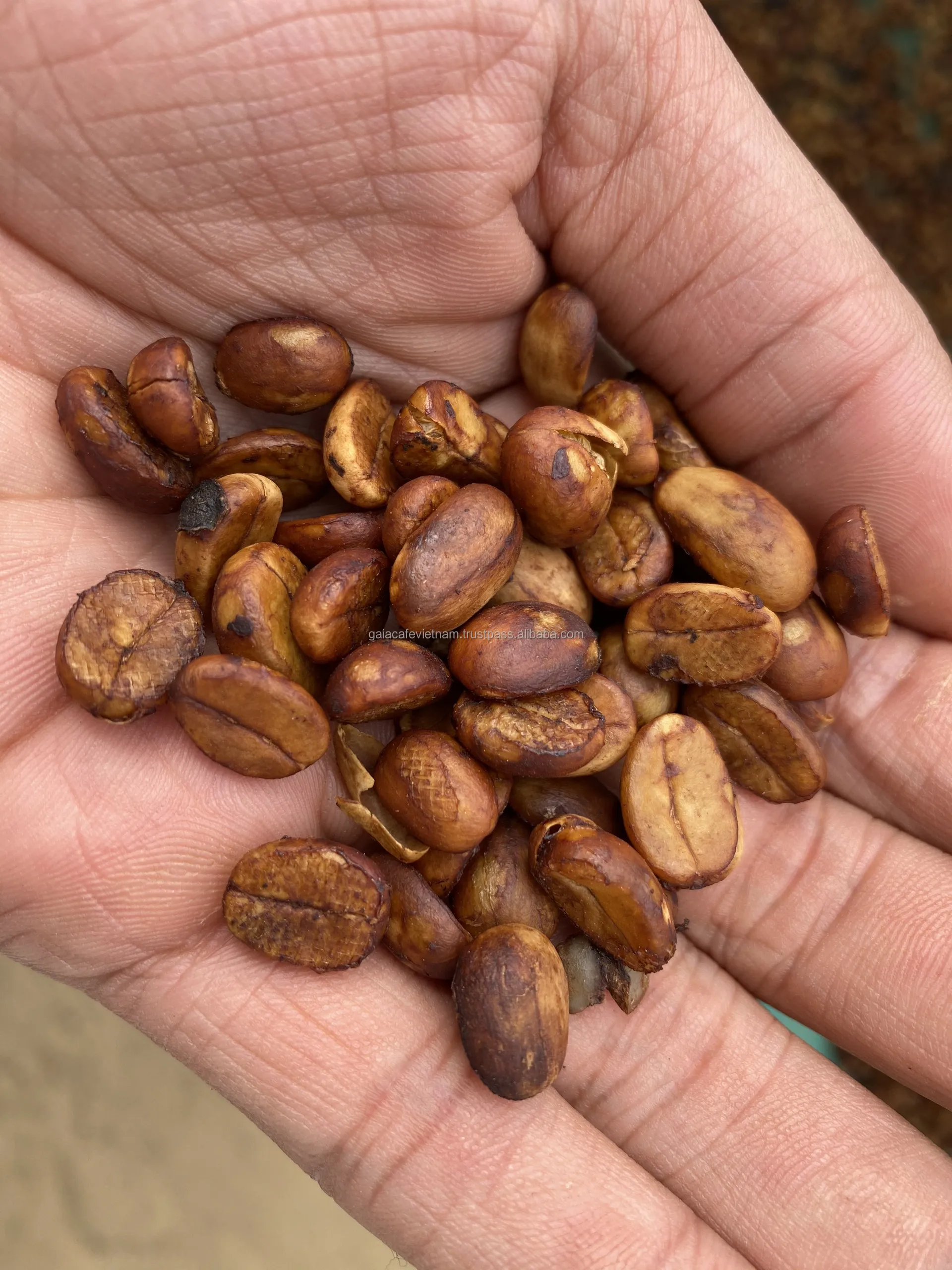 Arabica Raw Coffee Beans Honey Process High Quality S16 with 98% Maturity Cherries from Central Highland of Vietnam