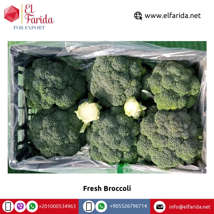 Leading Supplier of Best Quality Hot Selling Natural Wholesale Fresh Broccoli from Egypt at Competitive Price