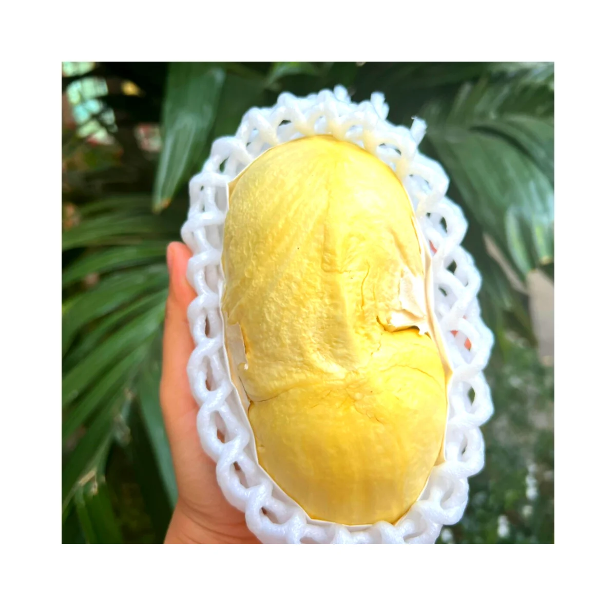 Fresh Thai Durian Masterpiece - Handpicked Delicacy, Enticing Aroma, and Smooth Lusciousness - Relish the King of Fruits