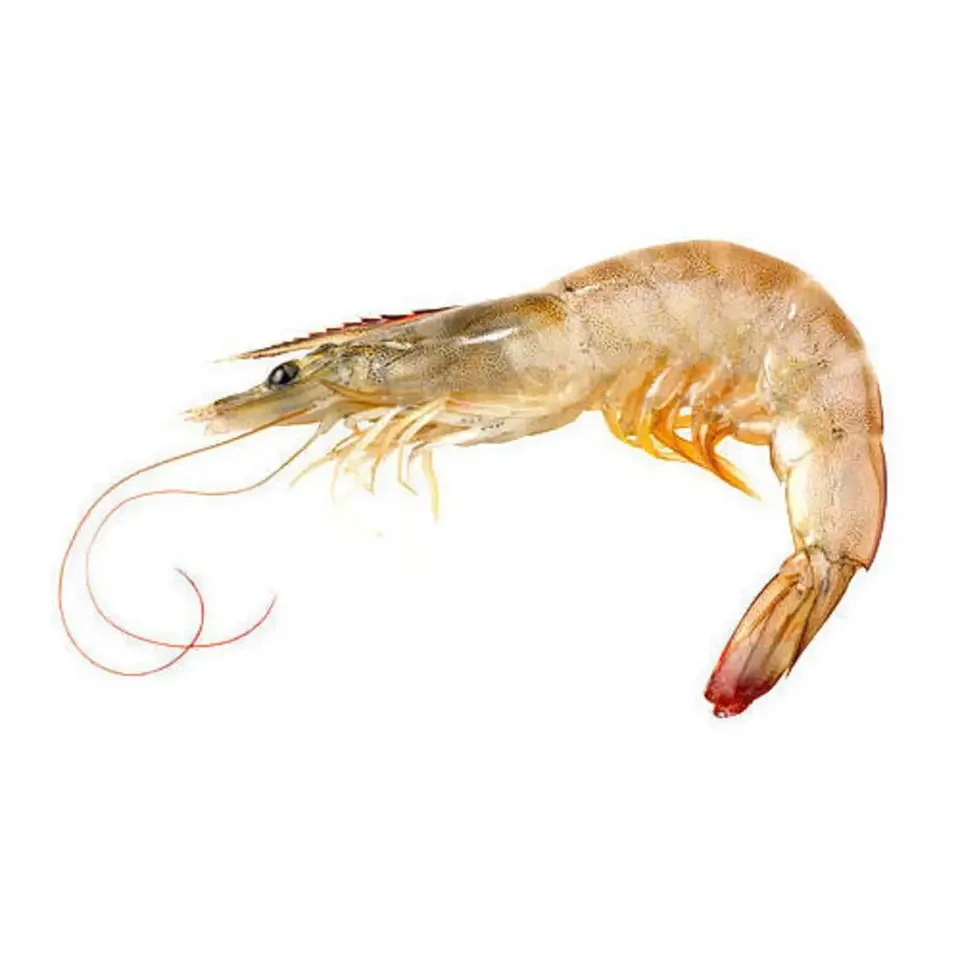 Frozen Fresh and Dry Whole Vannamei Shrimp White