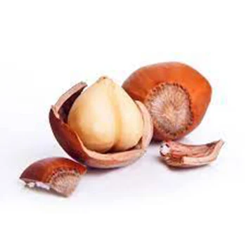 Top quality Hazelnuts Kernels Wholesale High manufacturer  Best material With cheap rate