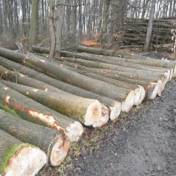 Birch Industrial Logs, 26+ cm Diameter