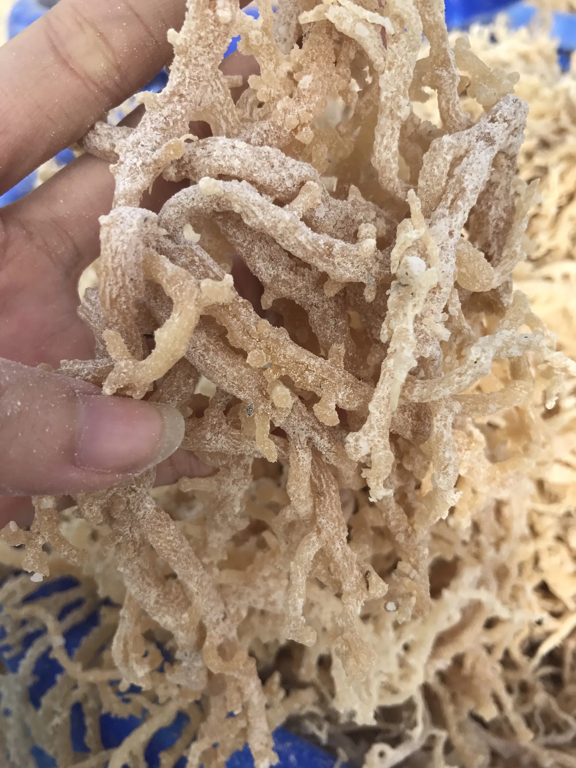 Organic Dried Irish Moss / Cottonii Seaweed / Eucheuma Cottonii Seaweed Produce Carrageenan From The Ocean Seafood