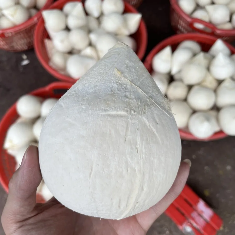 Fresh Conical Coconut Good For Healthy Export Purchase Organic Farm Vacuum Packaging Vietnam Trading