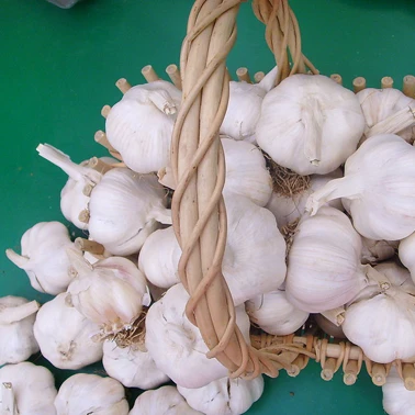 Natural Fresh Garlic from Viet Nam - Export Standard - Best Quality- Best Price