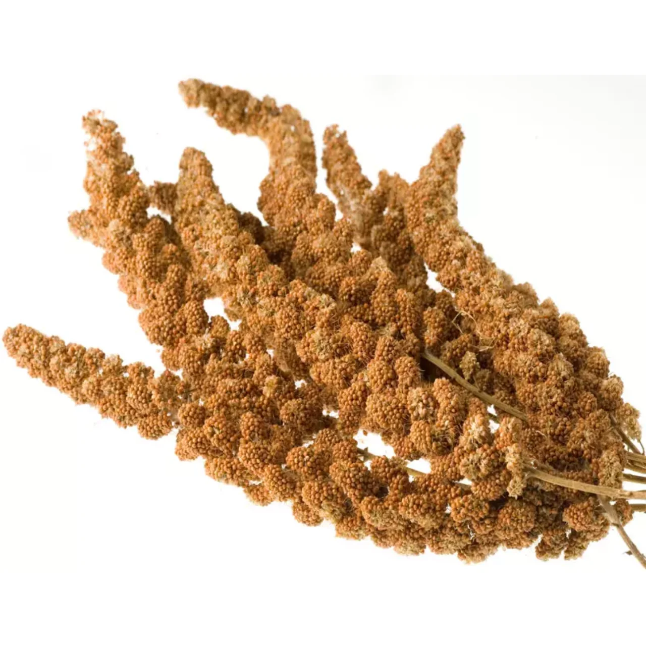 HOT SALE! Yellow Millet Spray for Bird feeding Newest Harvest Dried Millet Spray Pet Nutrition Products China Origin