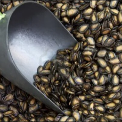Competitive Price melon seeds kernel