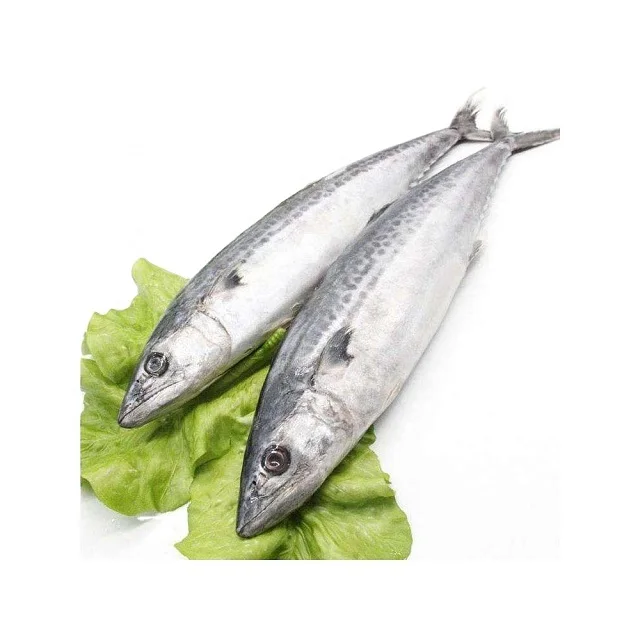 Buy Bulk fresh /Frozen Mackerel Fish For Export To Thailand