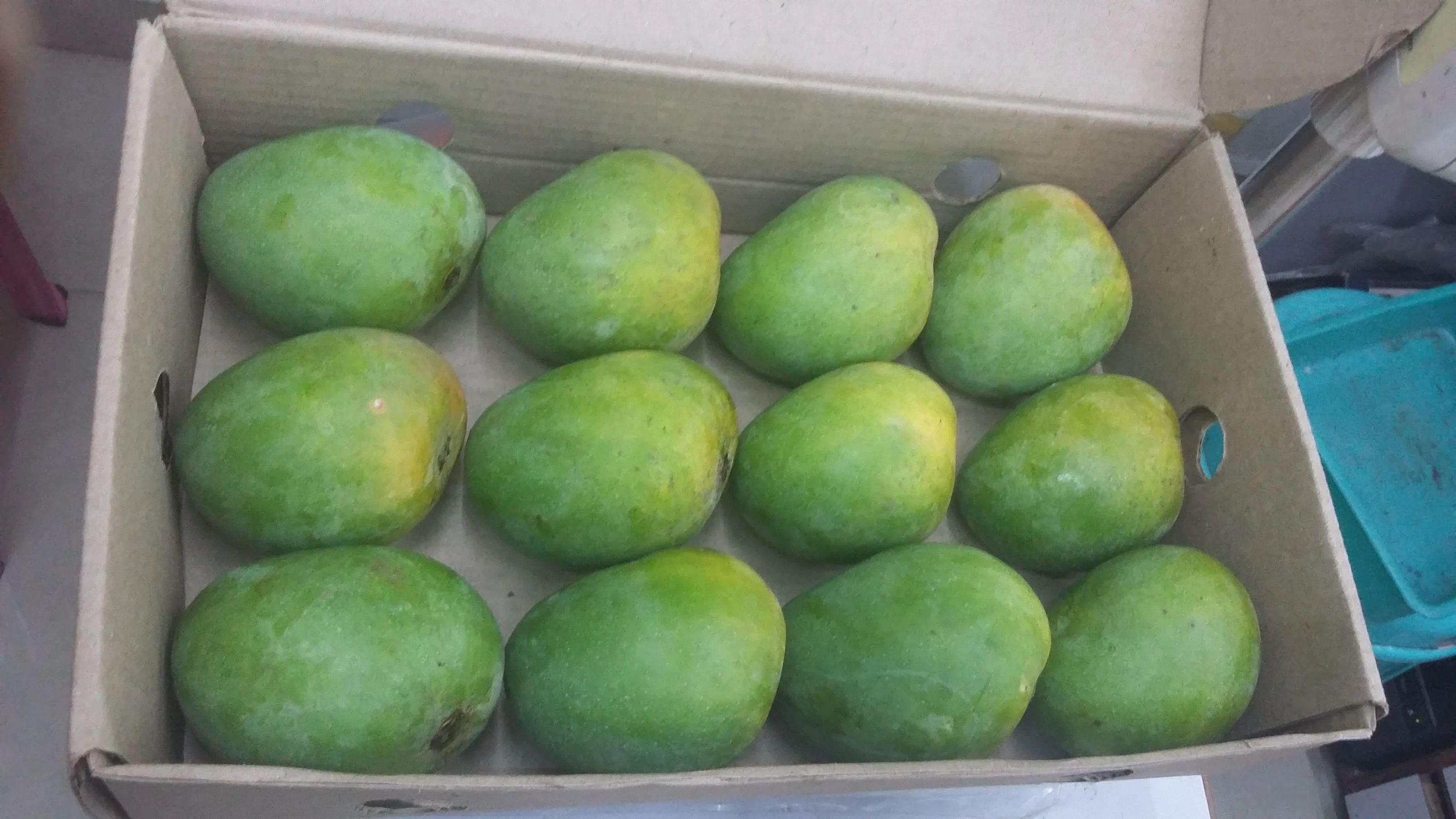 Unmatched Banganapalli sweetness of Mango Export to  Tunisia /   Somalia / Kenya /   Zimbabwe from India