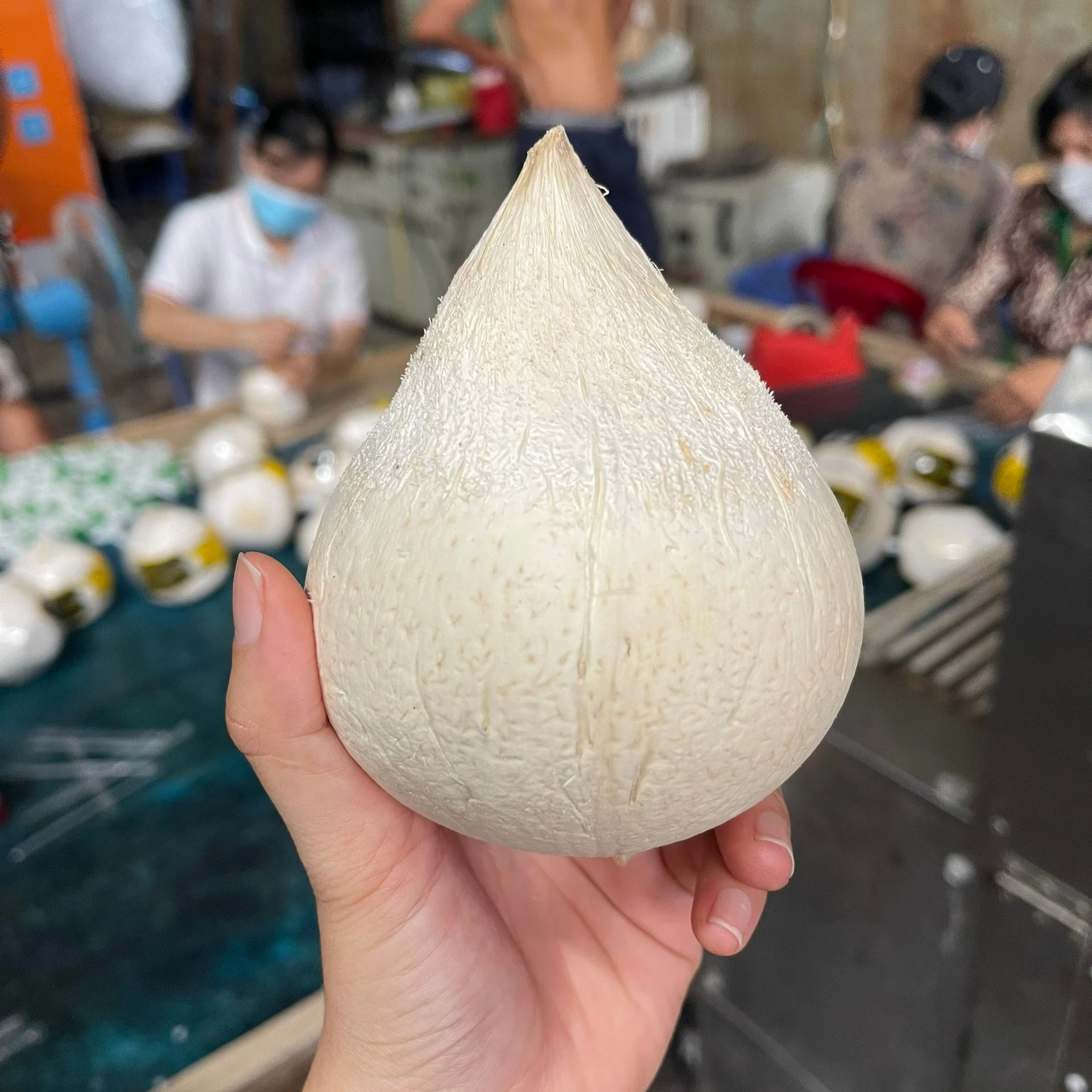 COCONUT EXPORT to DUBAI BAG PREMIUM Prime Top Tropical Fruit Origin Viet Nam_WA84972678053