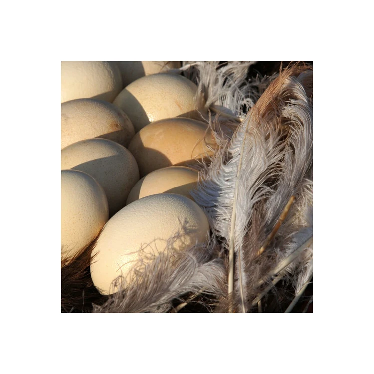 Ostrich Fertilized Eggs For Sale