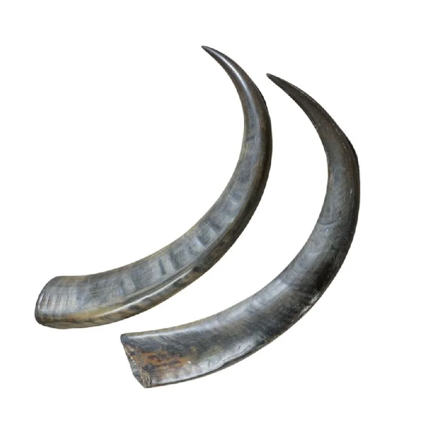 Top Quality Polished buffalo cow horn tips raw natural horn Tip for sale at very prices with natural