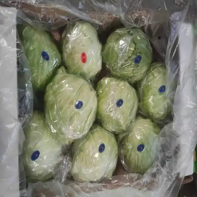 Fresh Iceberg Lettuce highest quality at very competitive price for sale