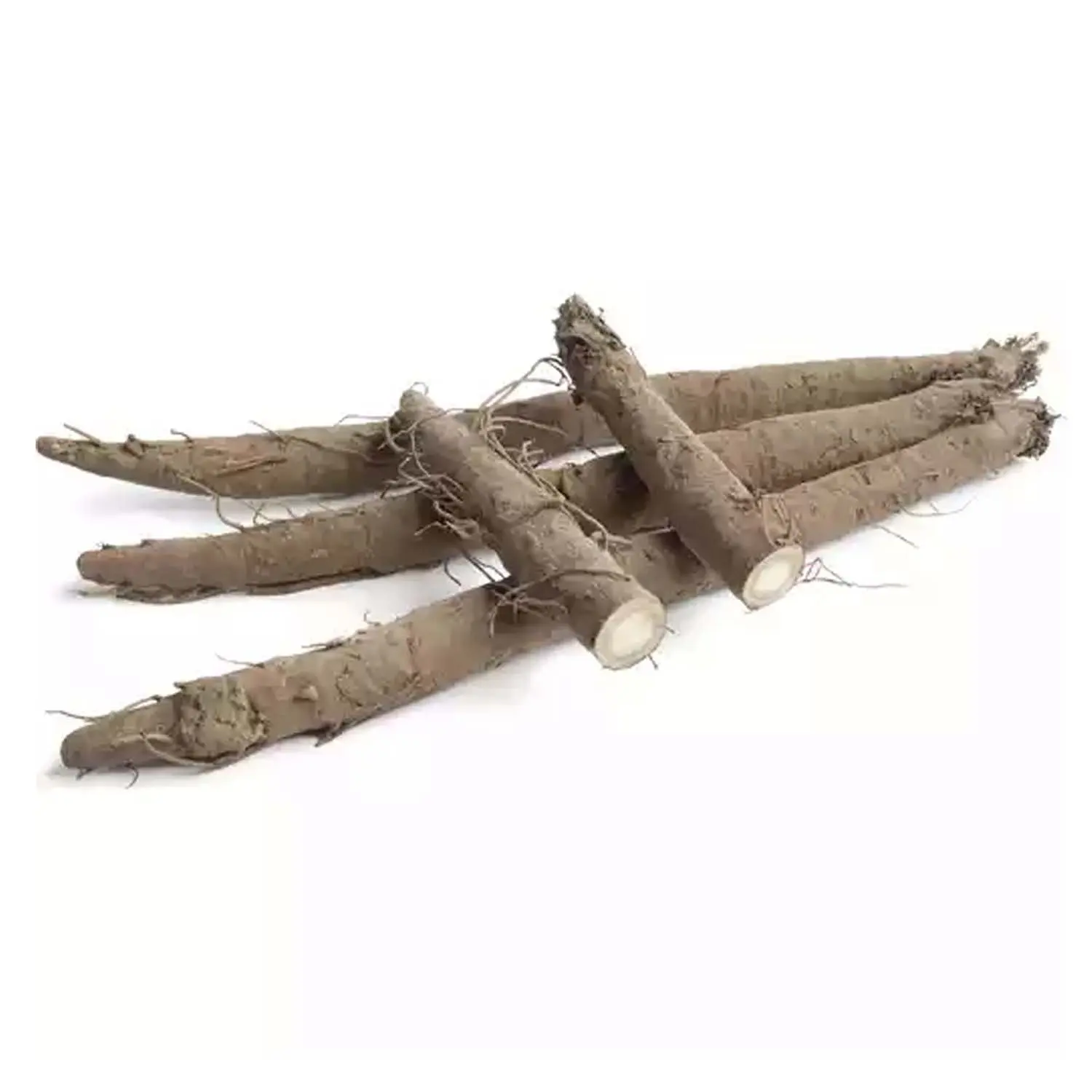 Natural High-Quality Fresh Burdock wholesale