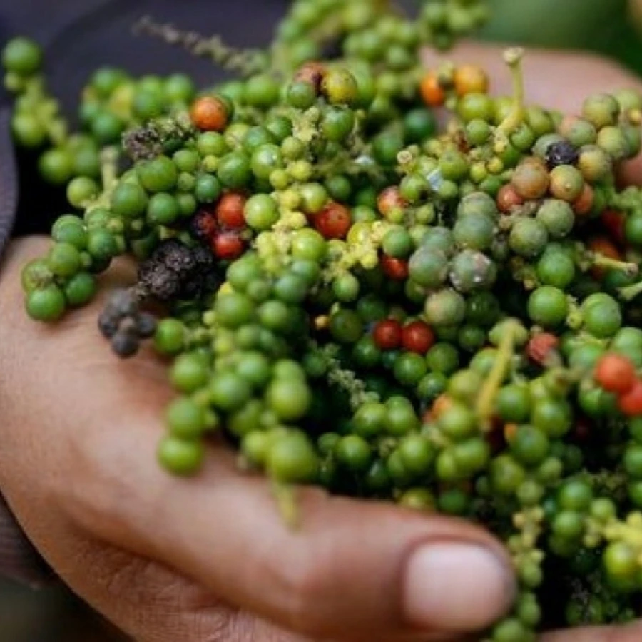 Wholesales Best Deal Hot Sale Superior Quality Black Pepper 100% Pure For Cooking Vietnamese Herbs And Spices