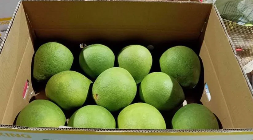 Green skin citrus grapefruit Vietnam Origin Type Full Size Grade Product Fresh Fruit pomelo  red flesh ready to export