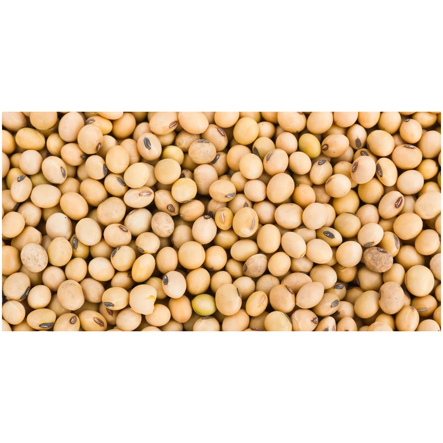 Standard Quality Best Selling Non Gmo Soybean Newest Yellow Soybeans with good Nutrients at Market Manufacturer Price