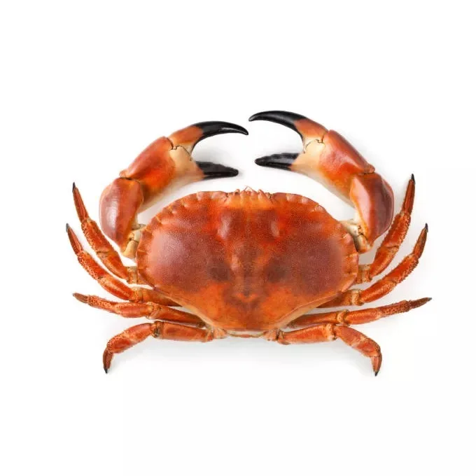 Factory Price New Arrival Wild Caught Frozen Alaskan King Crab King Crab In USA Style Packaging Weight Muscle Red King Crab