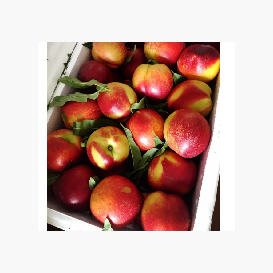 Оптовая продажа, качественный свежий персик, турецкое происхождение, свежие персики, нектарины, ананас, красный камень, сладкий стиль