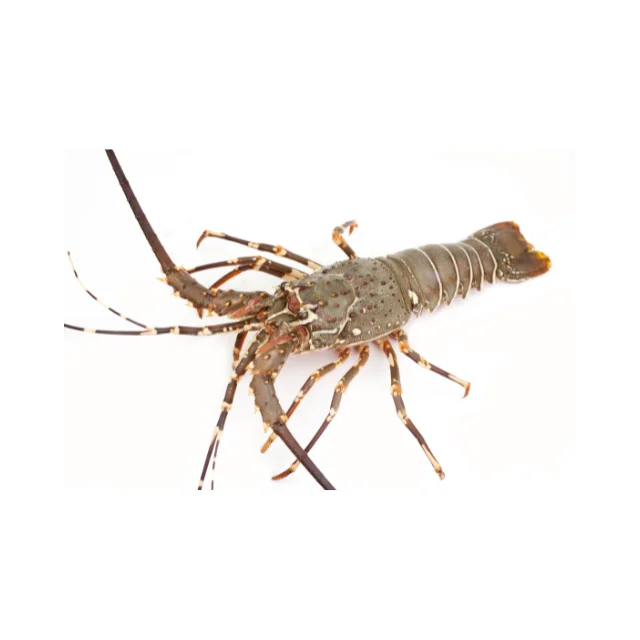 Hot Product Live or Fresh Palistan Lobster Weighing 500-1000 grams with Export Quality and Good Prices