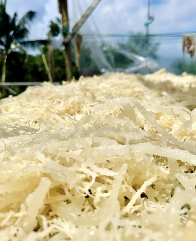 Морские водоросли без соли сушеные коричневые желто-фиолетовые Eucheuma Cottonni Vietnam 100% Oragnic Irish Moss высушенные