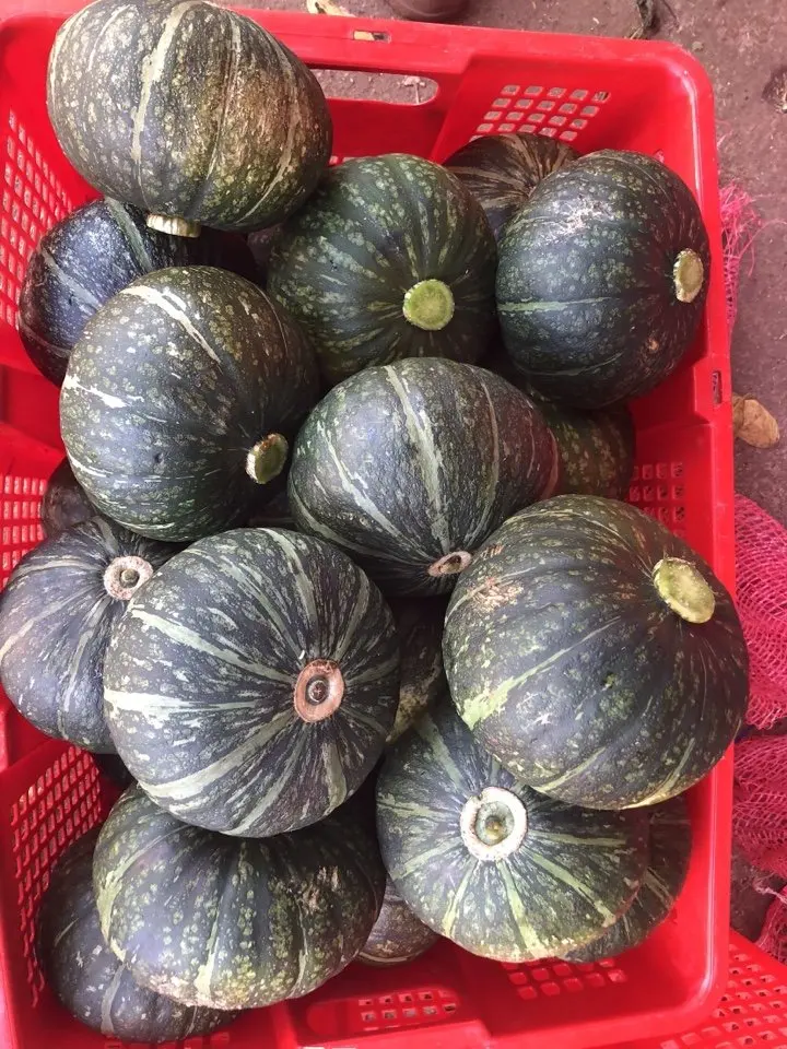 Exporting Fresh Pumpkin with the Best Price From Vietanm