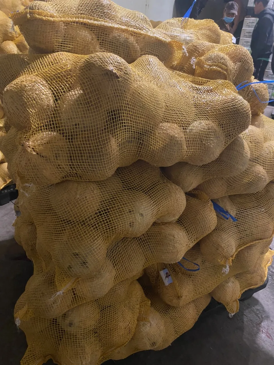 High Quality 100% Natural Mature/Semi Husked Coconut Sweet Tasted Dried Fruit Oil Cream Dish Production Whole Pattern Bulk ANNA