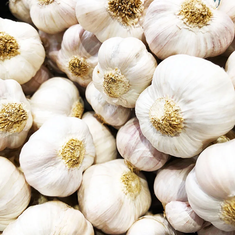 Organic Garlic Seeds From Farm Fresh Crop for Food Use