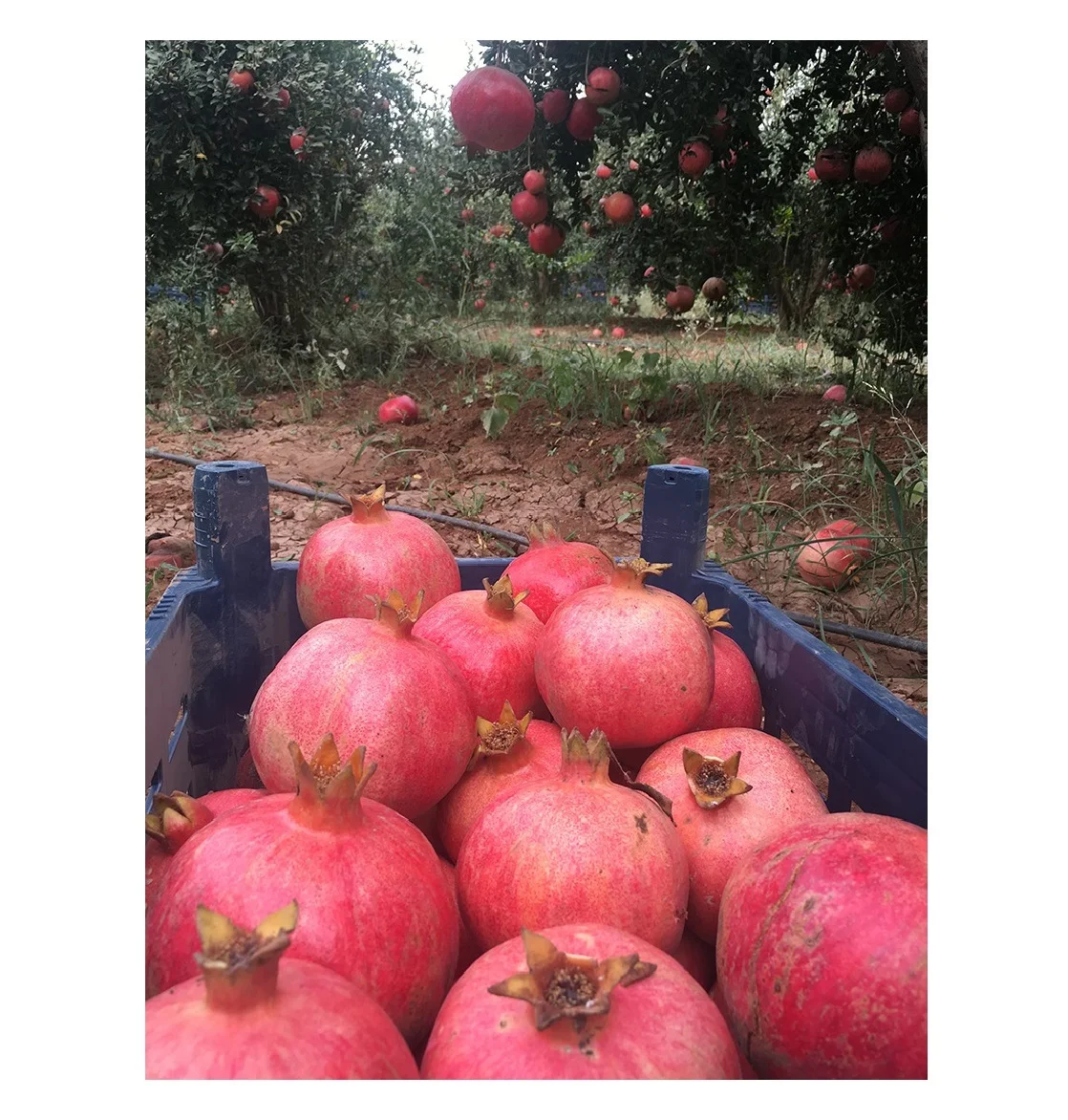 MONDOL - New Crop %100 Organic Pomegranate Juicy Pomegranate Perfect Quality Fresh Big Pomegranate - MONDOL