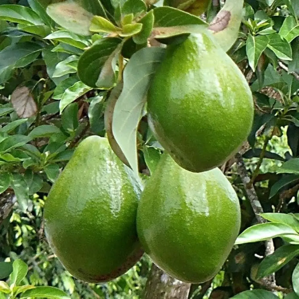 Fresh Avocados Sale Wholesale Supply Best Price Natural Organic Fruit Worldwide Export Fresh Avocados in Stock