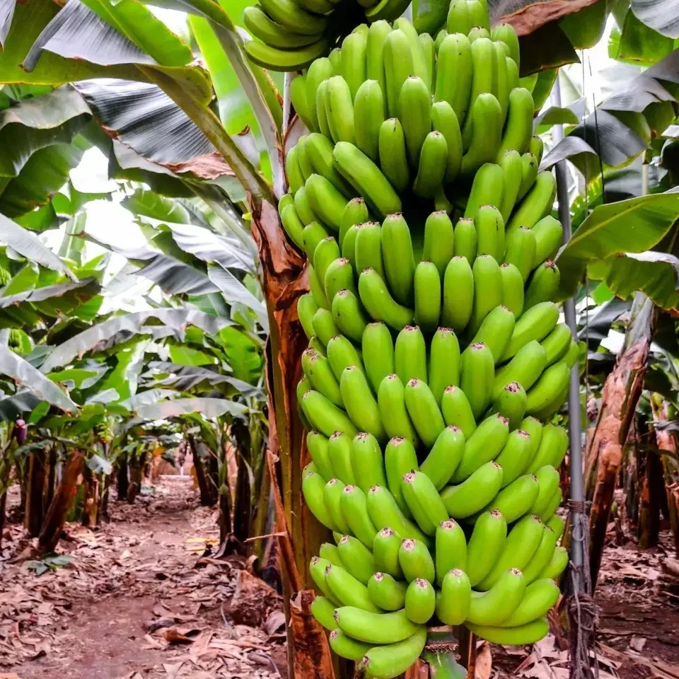 Farm Fresh Cavendish Banana 13 kg / 20 kg Per Boxes Indian Export Quality Banana Available in Stock for Export