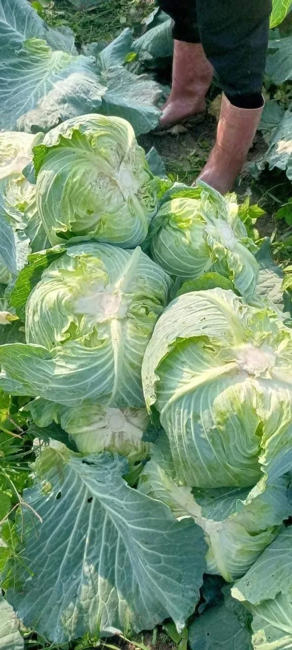 Вьетнам-поставщик, высокое качество, Лидер продаж, свежие зеленые овощи и свежая капуста для экспорта на мировые рынки