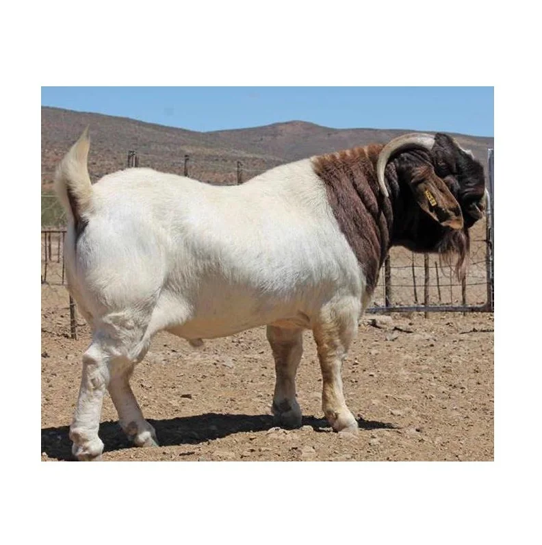 Cheap Price Quality Live Boer Goats