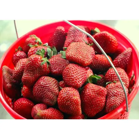 Organic Fresh Strawberry Australian Fresh Strawberries