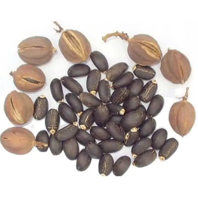 Dried Natural Jatropha Seeds for Sale