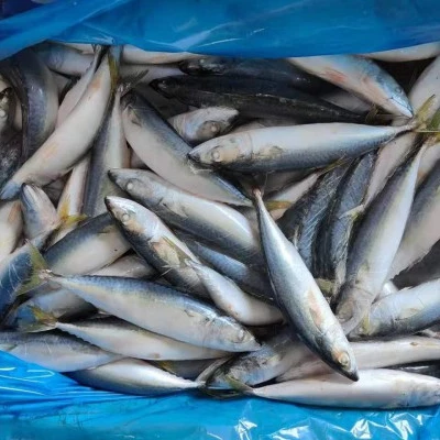 New stock Horse mackerel horse mackerel fish export Bulk Style Time Packaging Package Feature Weight Shelf Origin Life BRC