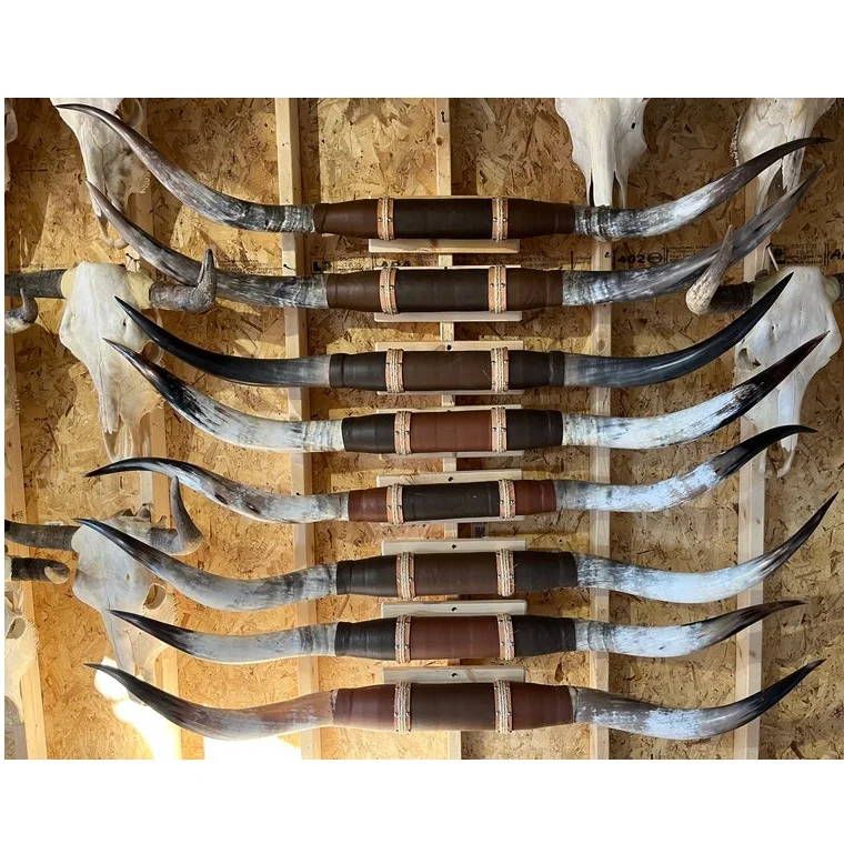 LONGHORN Mounted Steer horn 2 FEET to 3 feet 5 inch wide (ONE only) polished cow horns bull Western Decoration
