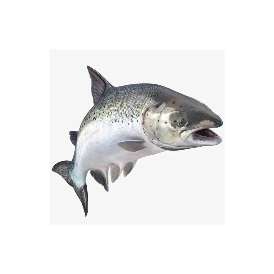 Hot sale Frozen Atlantic Salmon Fish ready for sale Farm Raised Atlantic Salmon Fillet Seafood Frozen Salmon Fish From